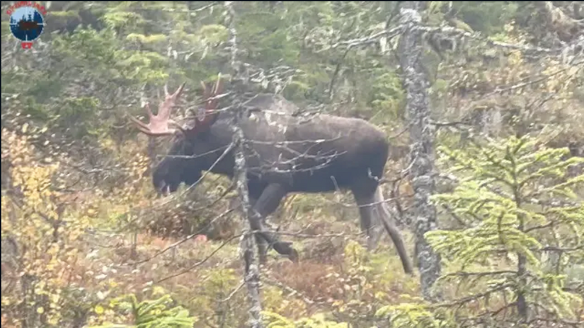 OptimalJakt´s venner i Namdalseid